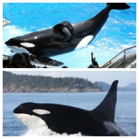 Orca: Unveiling the Ocean's Most Intelligent Predator and Its Astonishing World